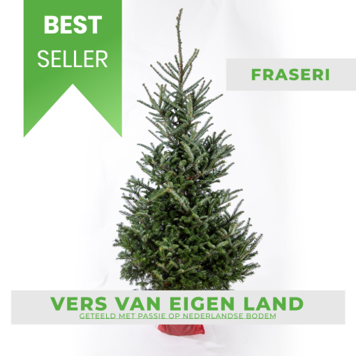 Fraseri 175-200cm met kluit kerstboom kopen