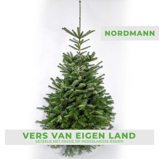 Nordmann kerstboom kopen
