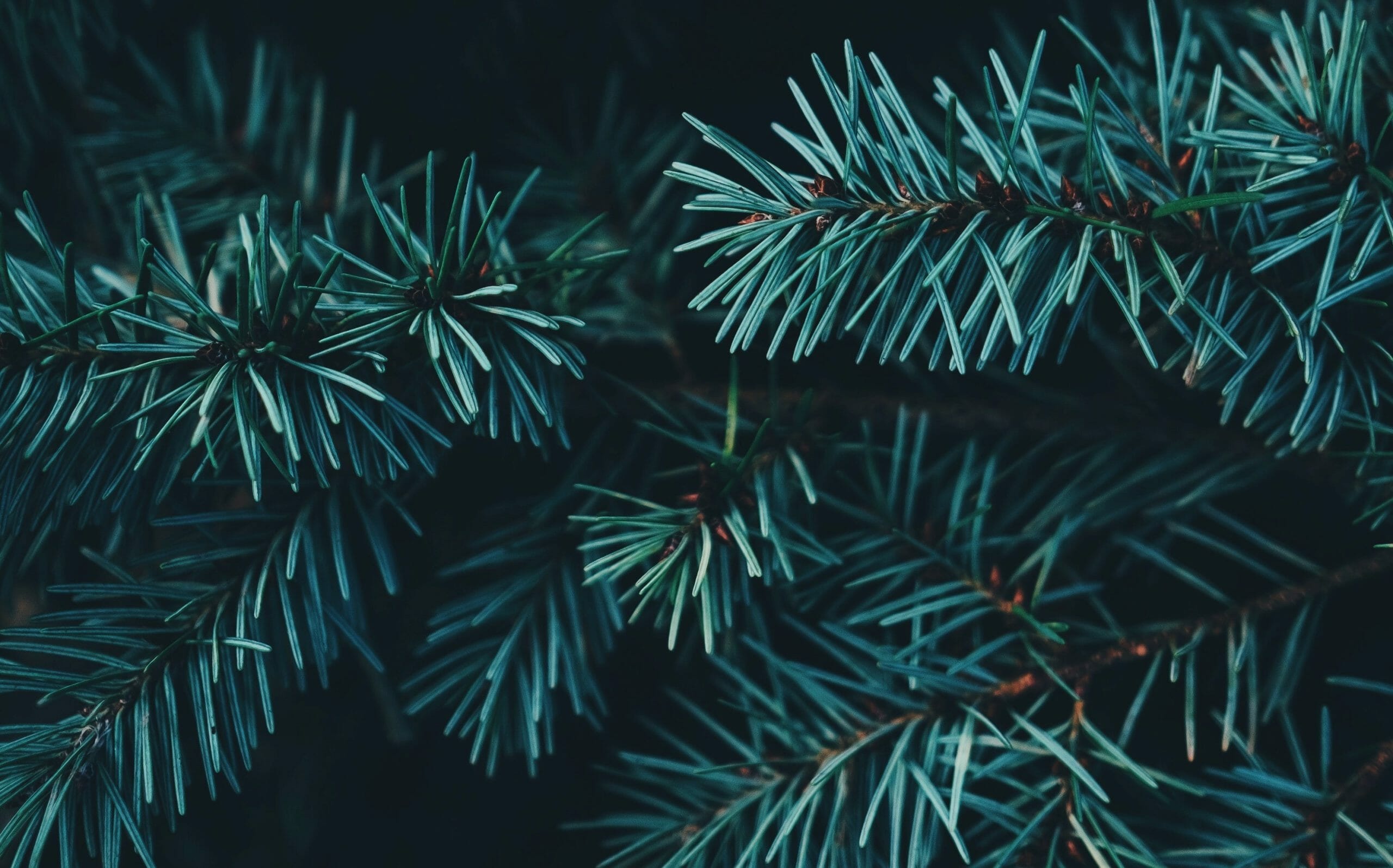 kerstboom met of zonder kluit